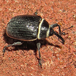 Rhyssomatus marginatus